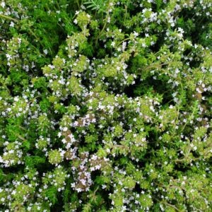 Thyme
