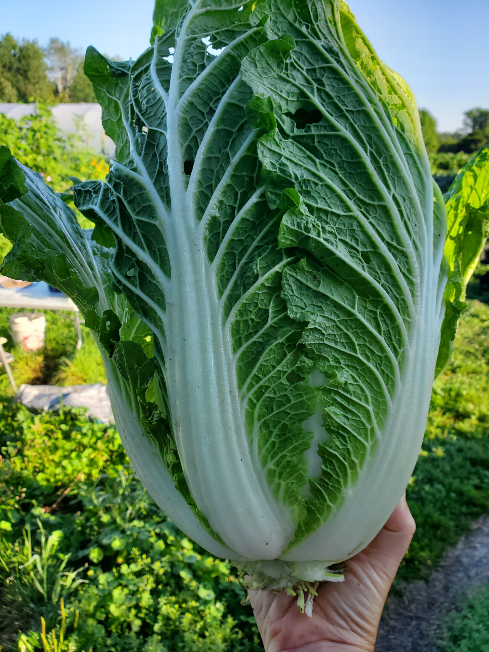Napa Cabbage - Image 3