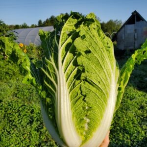 Napa Cabbage