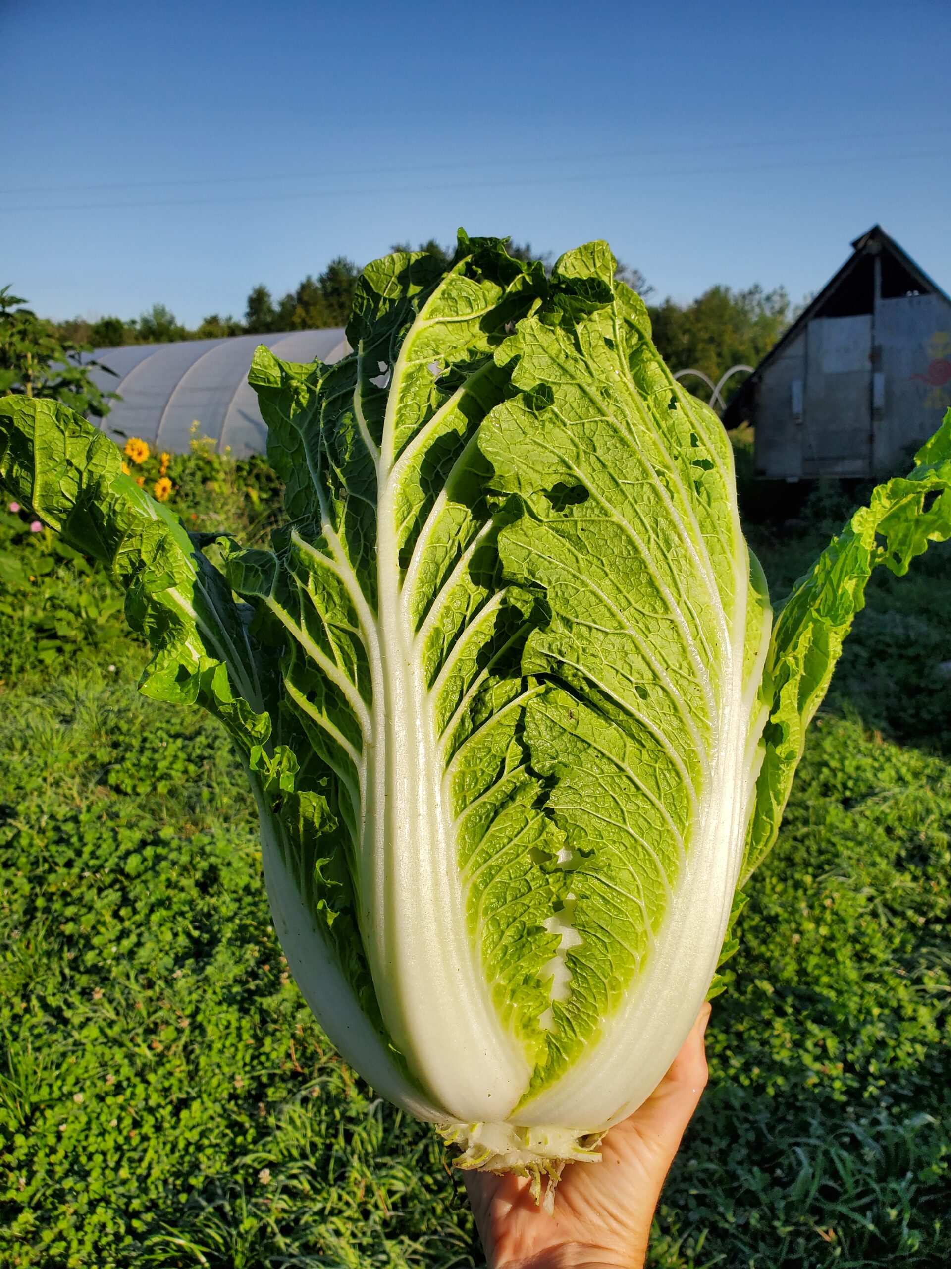 Napa Cabbage