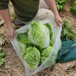 Napa Cabbage
