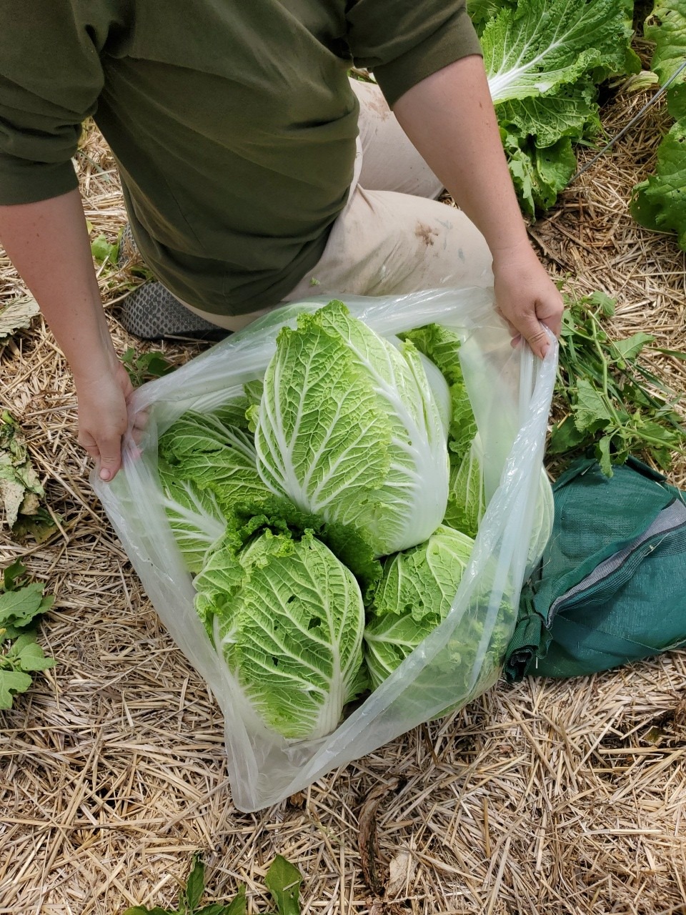 Napa Cabbage - Image 2