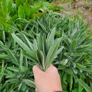 Sage