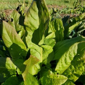 Sorrel