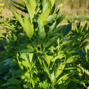 Lovage