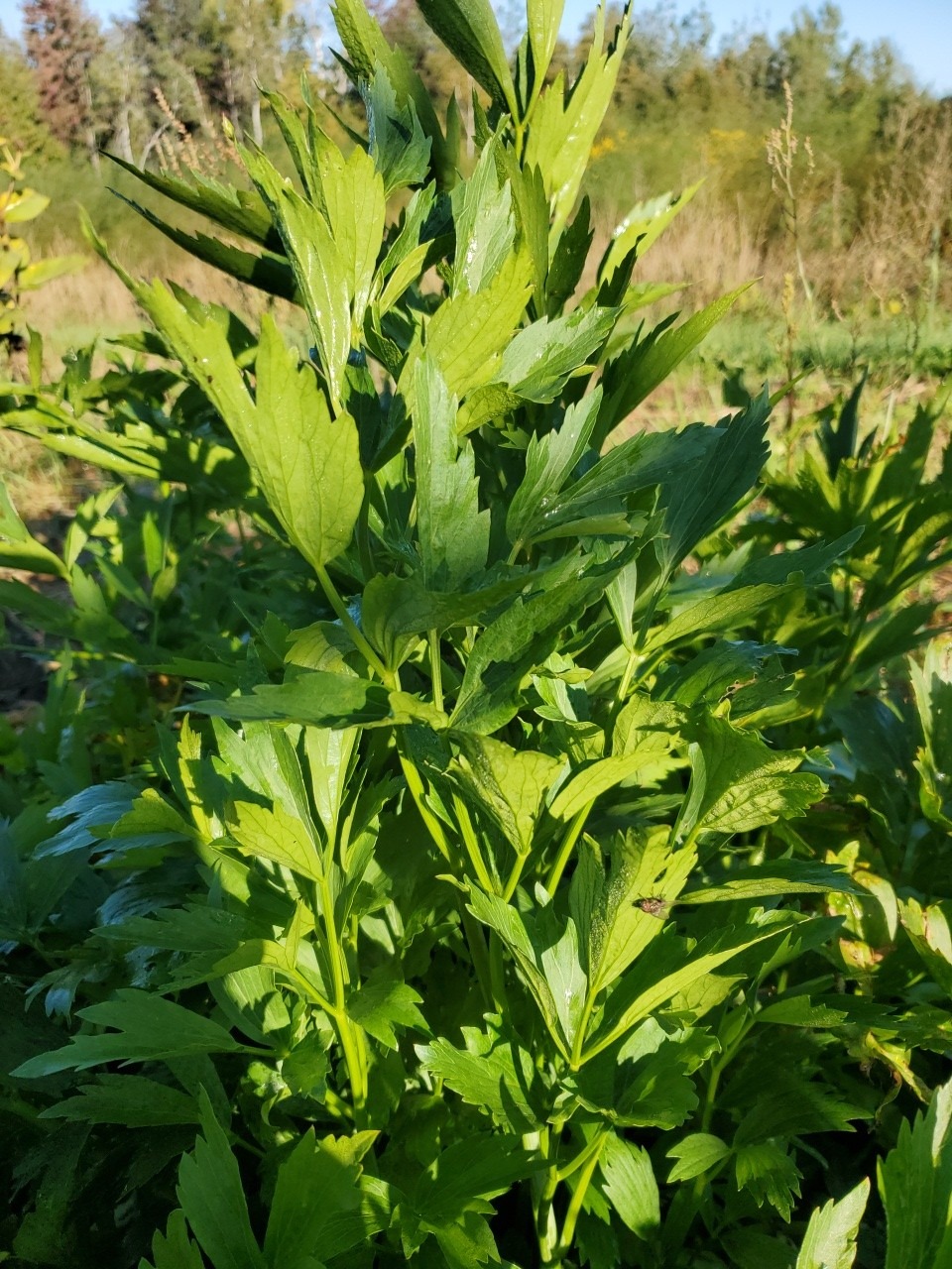 Lovage - Image 2