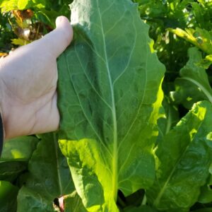 Sorrel