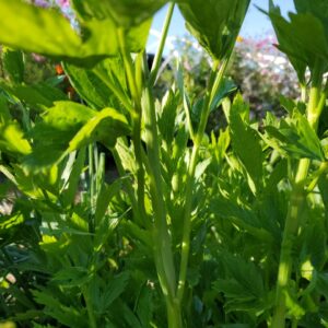 Lovage