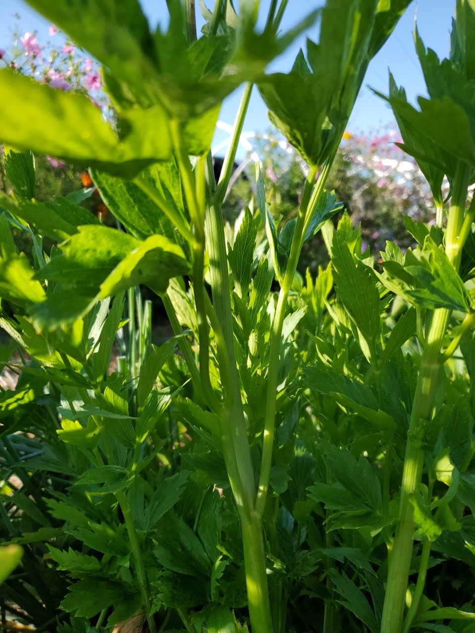 Lovage